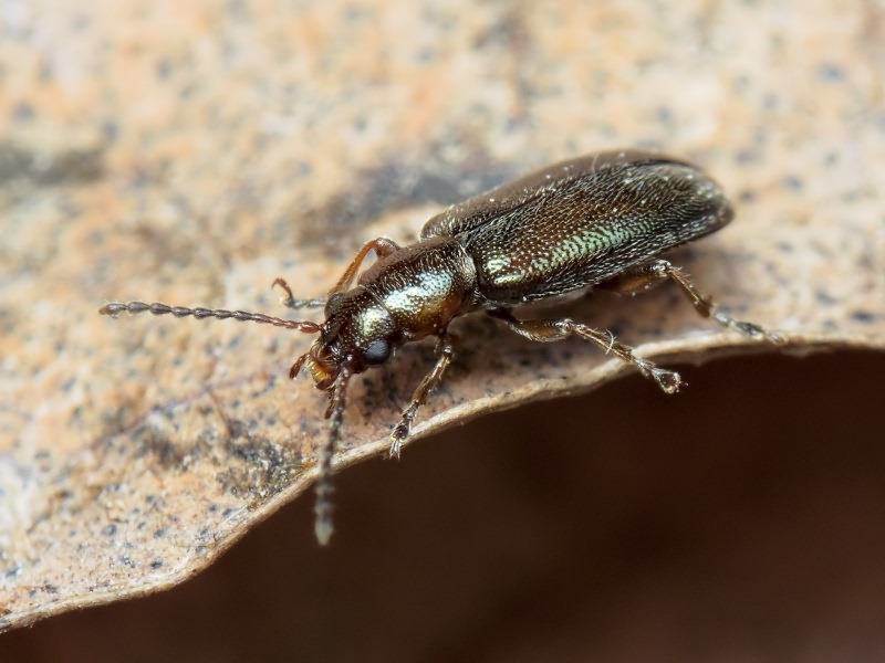 Orsodacne humeralis Latreille, 1804